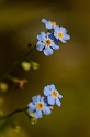 David Plant Photography - Wildlife Photographer - Water forgetmenot - B